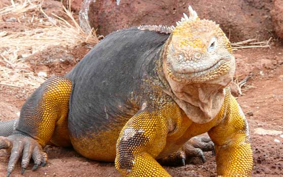 Iguana terrestre (Conolophus)