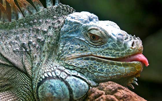 Imagen de una iguana verde