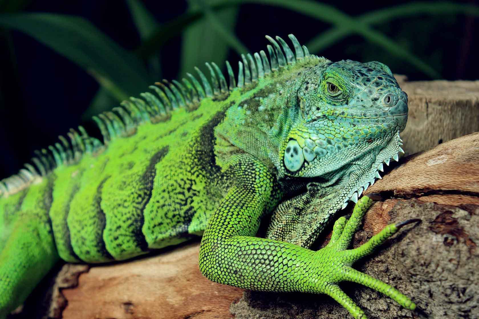 Iguana verde -