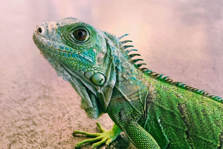 Iguana verde (Iguana iguana)