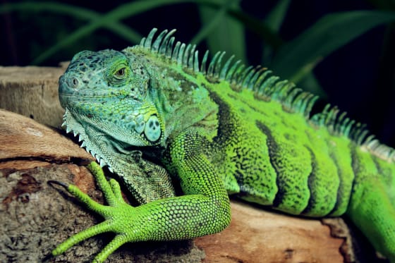Miniatura de imagen de Iguana verde (Iguana Iguana)