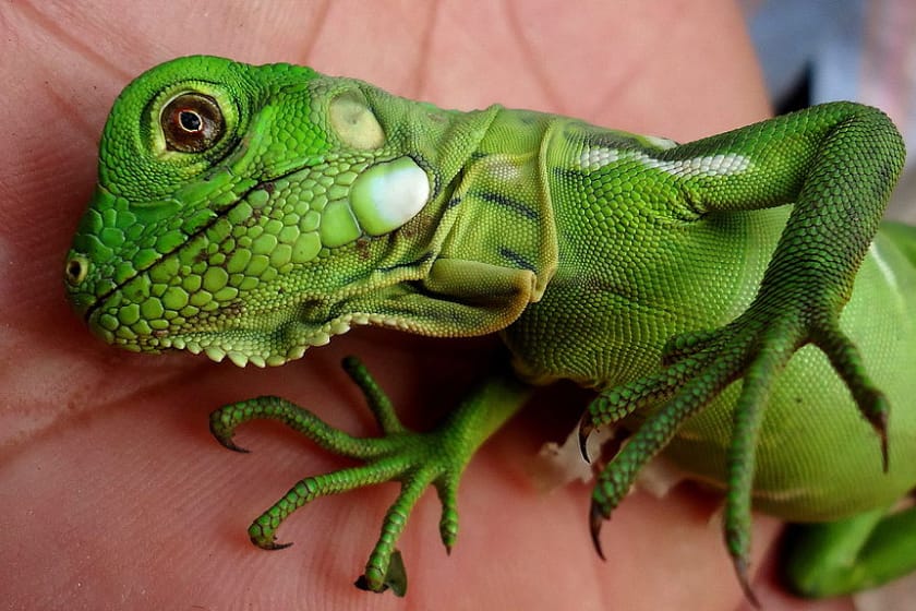 Imagen de una iguana verde bebé reposando sobre la mano de un hombre