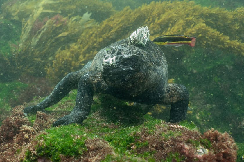 Una Amblyrhynchus Cristatus sumergida en el mar buscando algas