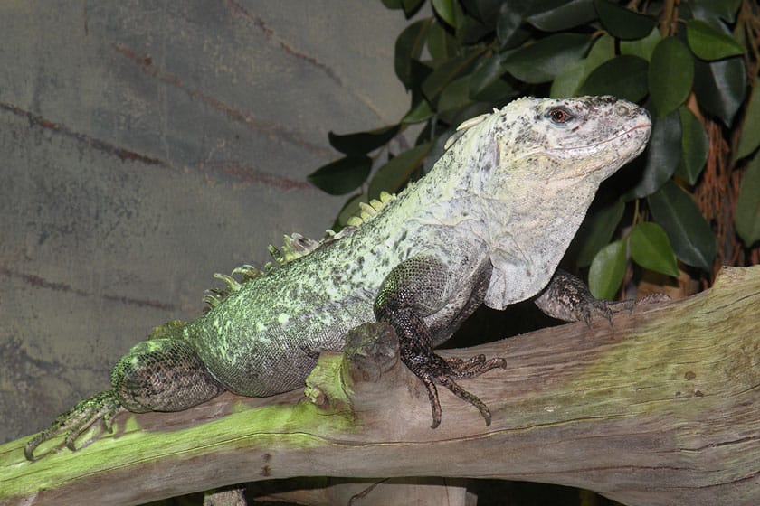 Una iguana de Utila (Ctenosaura bakeri)