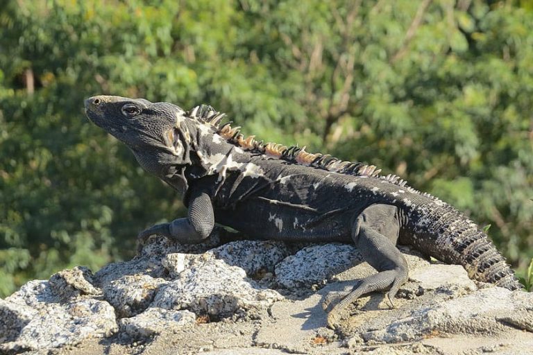 Nombre Cientifico De La Iguana Negra