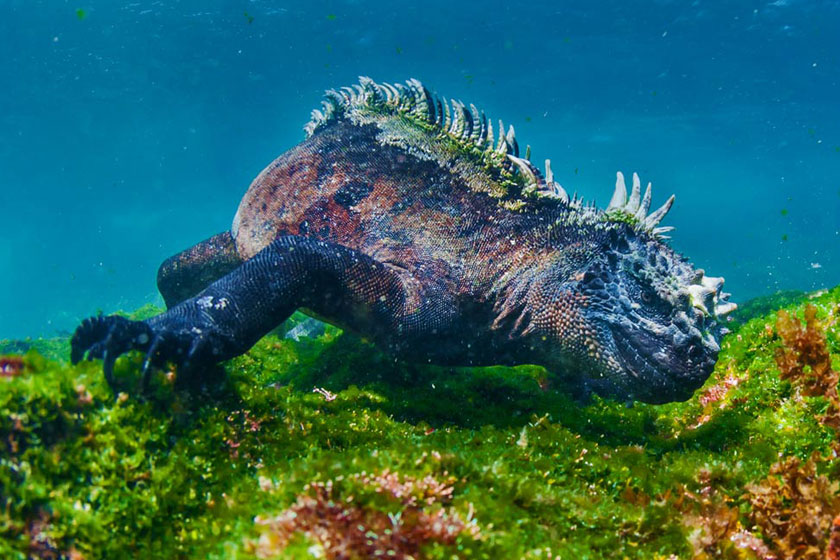 Iguana de Galápagos sumergiéndose en el mar en busca de alimento