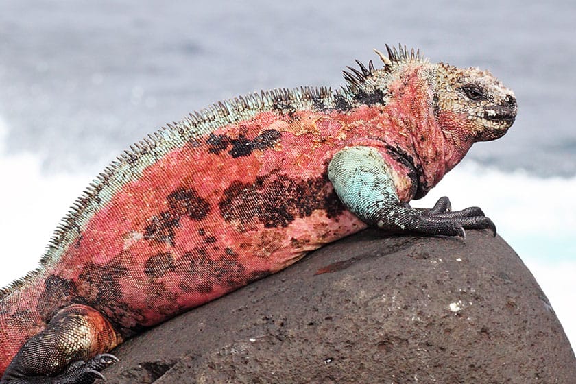 Iguana de Galápagos de coloración rojiza