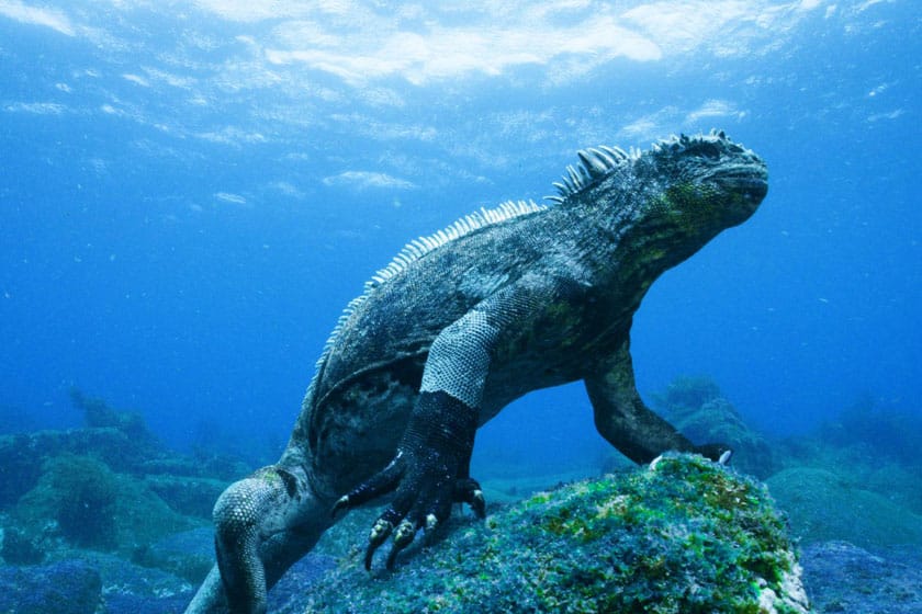 Iguana marina sumergida en el agua