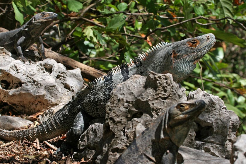 Varios ejemplares de iguana rayada (Ctenosaura similis)