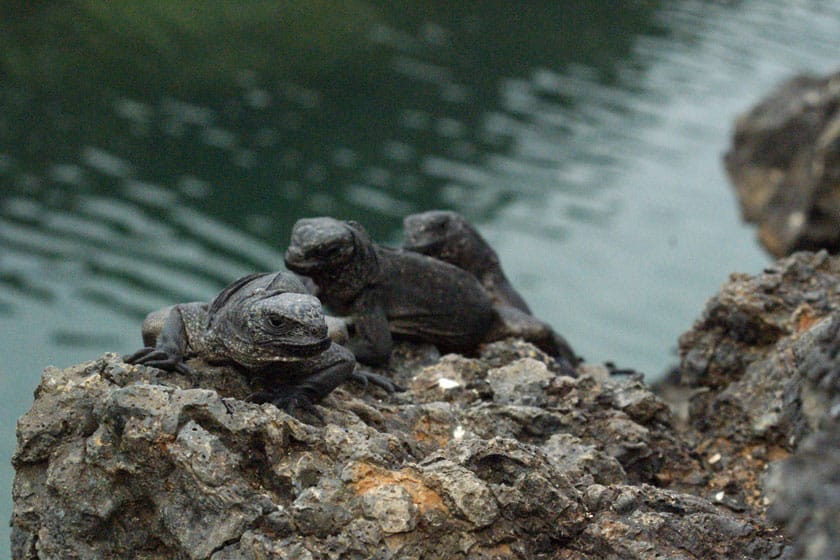 Un grupo de iguanas marinas jóvenes
