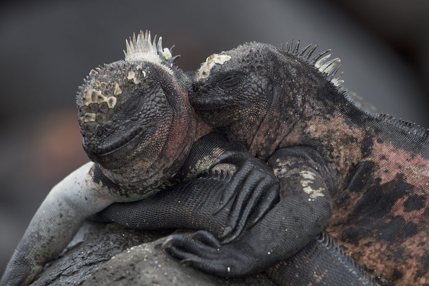 Una pareja de iguanas marinas