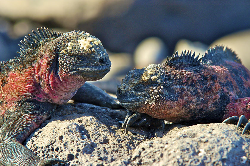Una pareja de iguanas marinas tomando el sol en las rocas