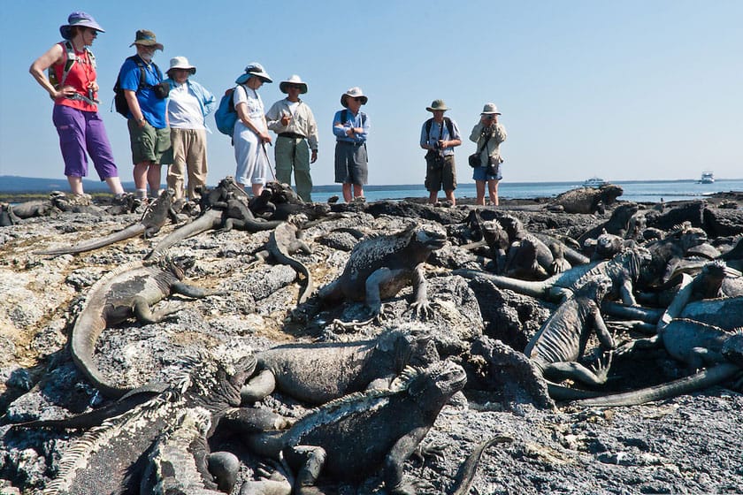 Turistas fotografiando a un grupo de iguanas marinas de Galápagos