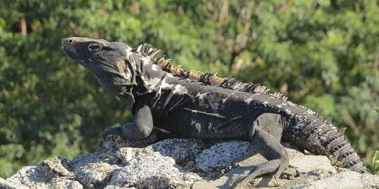 Imagen hero de Iguana negra (Ctenosaura pectinata)