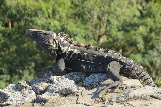 Imagen de miniatura de Iguana negra (Ctenosaura pectinata)