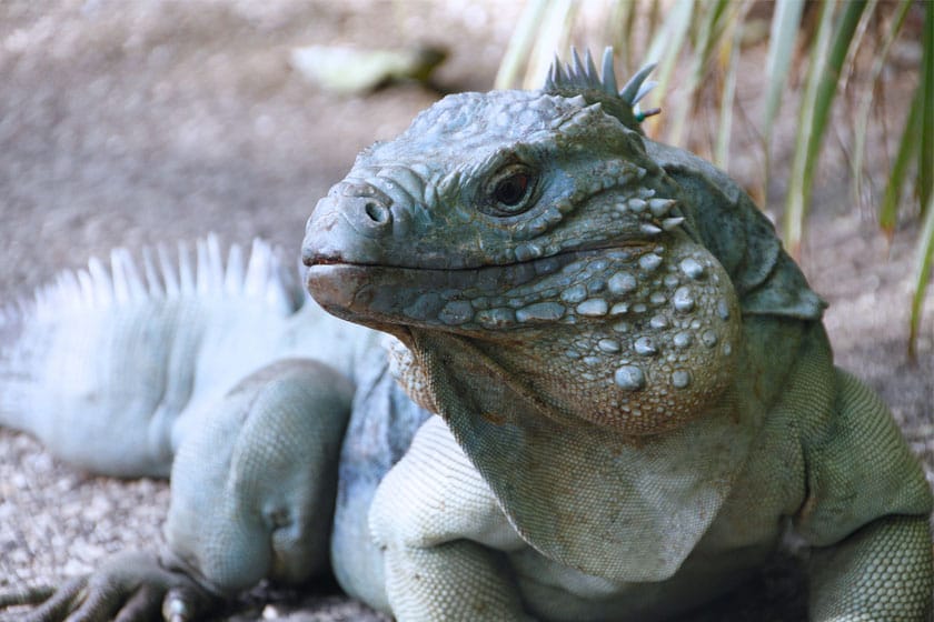 Un espécimen de Cyclura lewisi o iguana azul