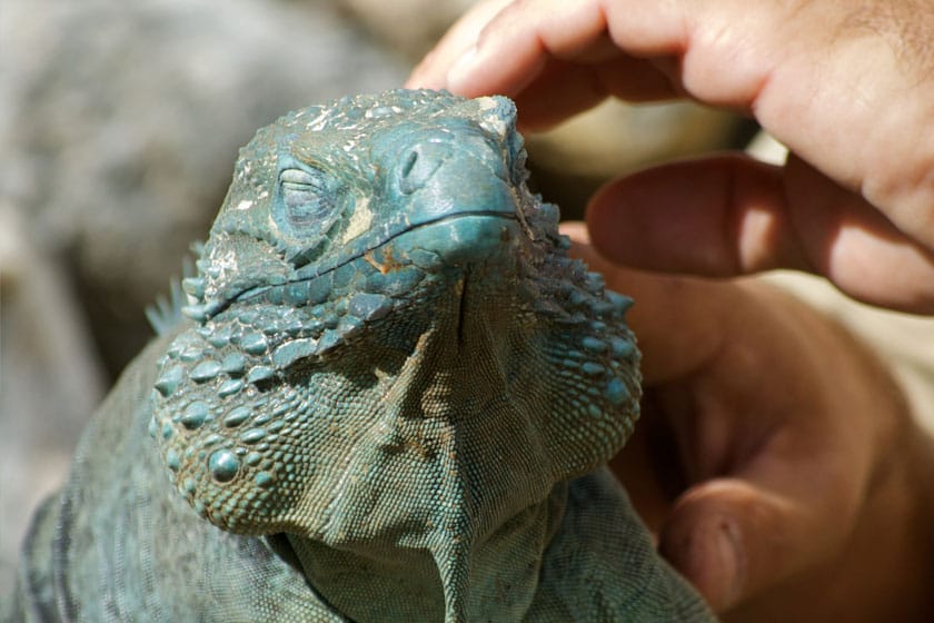 Un hombre acaricia a una iguana azul
