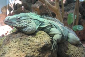 Una iguana azul descansando en unas rocas