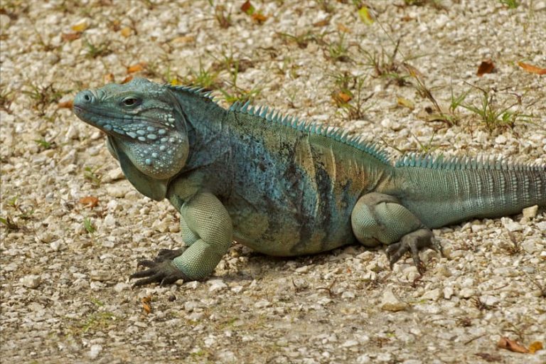 Iguana azul (Cyclura lewisi)