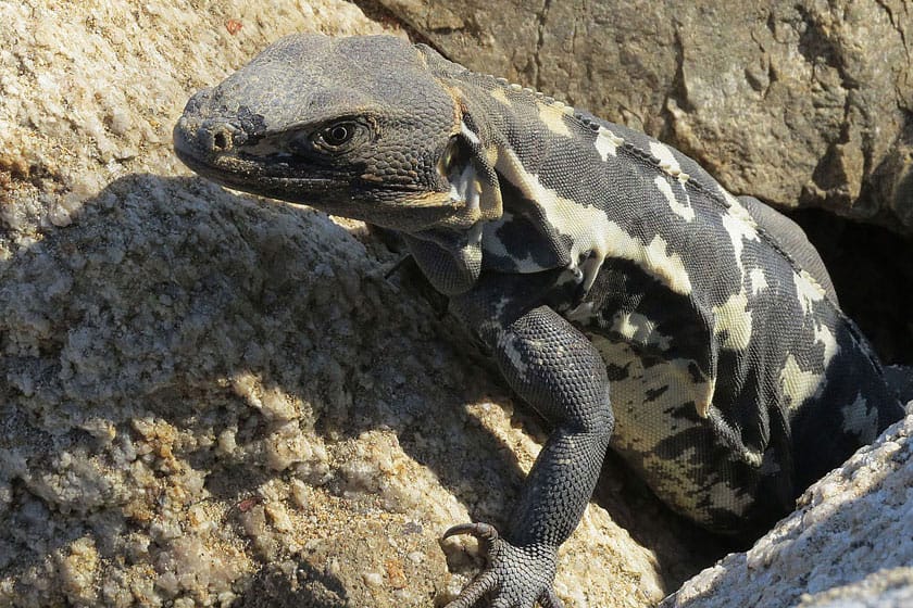 Una iguana negra saliendo de una rendija en las rocas