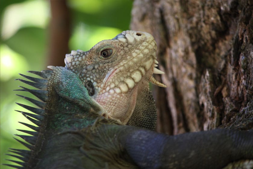 Iguana del Caribe trepando un árbol