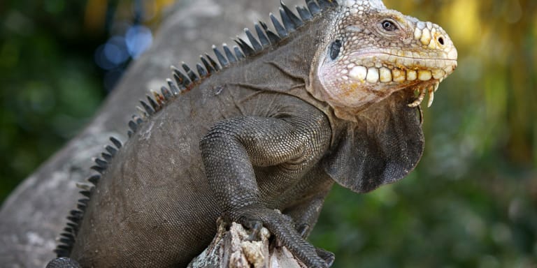 Imagen hero de Iguana del Caribe (Iguana delicatissima)