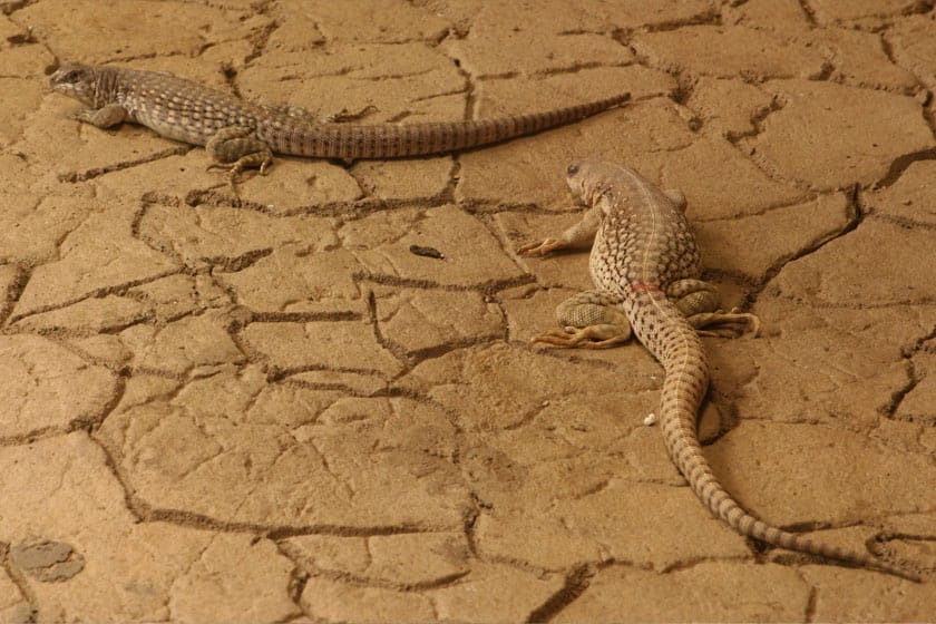 Dos iguanas del desierto sobre un suelo seco