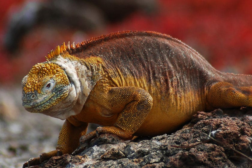 Una Conolophus subcristatus sobre suelo volcánico