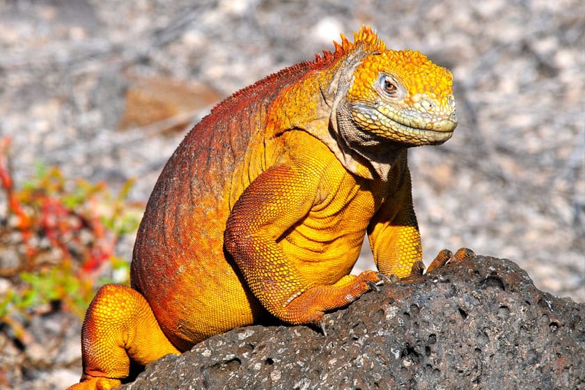 Una iguana terrestre de Galápagos adulta
