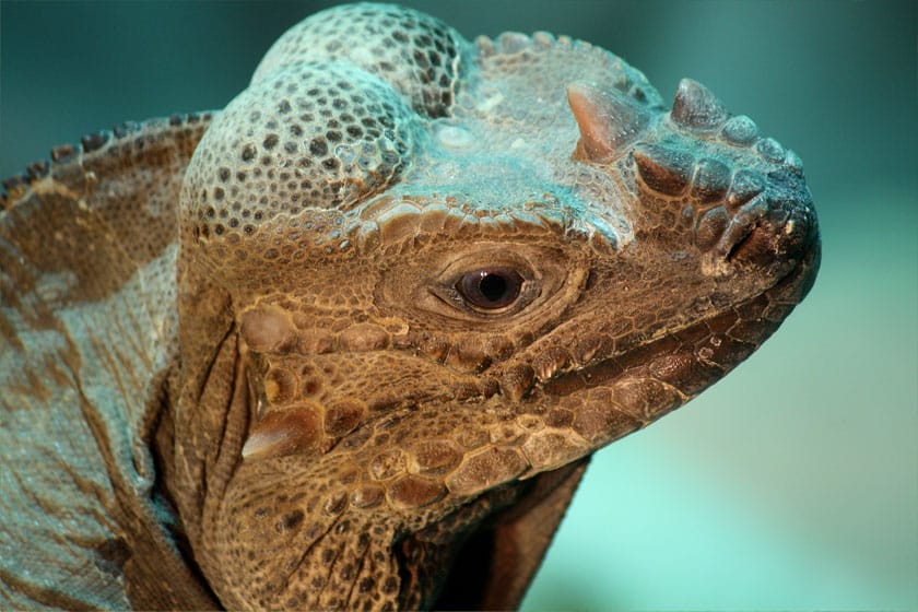 Detalle de la cabeza de una iguana rinoceronte, con una luz azulada