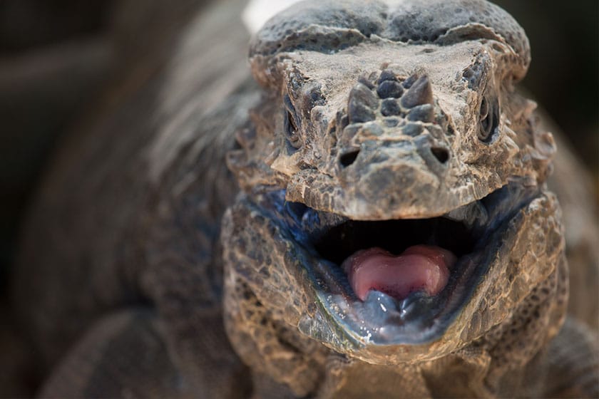 Primer plano de iguana rinoceronte mostrando su boca