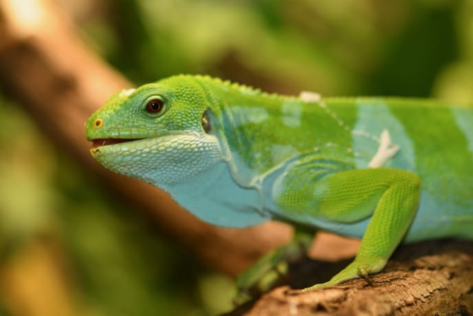 Iguana Brachylophus bulabula en su hábitat natural: colores vibrantes y belleza tropical