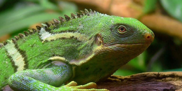 Imagen de cabecera de la Iguana Crestada de Fiyi (Brachylophus vitiensis)