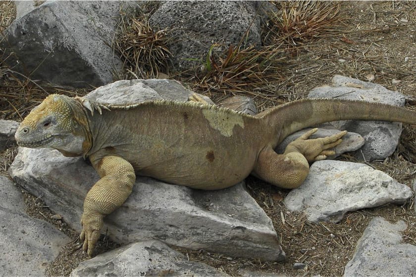 Iguana terrestre de Santa Fe descansa sobre piedra