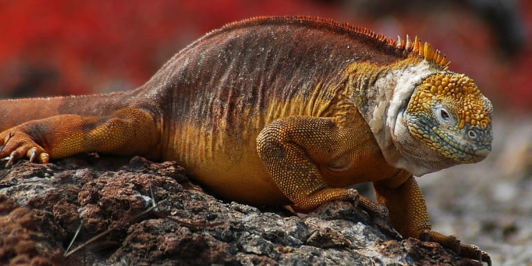 Imagen de cabecera de la Iguana terrestre de Galápagos (Conolophus subcristatus)
