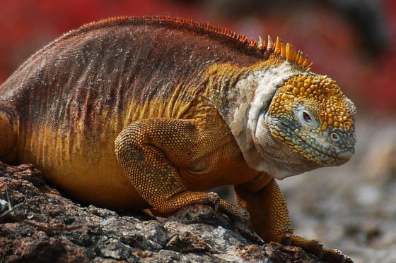 Imagen de miniatura de la Iguana terrestre de Galápagos (Conolophus subcristatus)