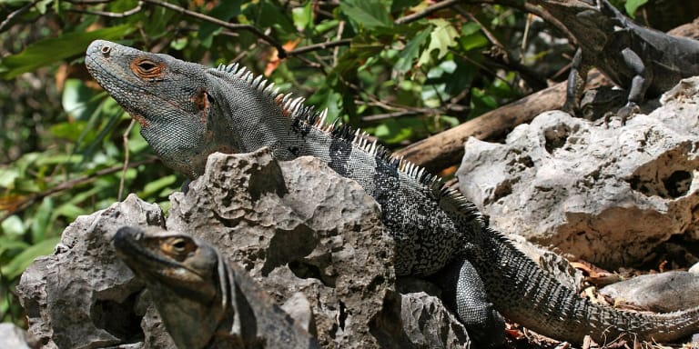Imagen hero de Iguana rayada (Ctenosaura similis)