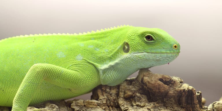 Imagen de cabecera del género de iguana Brachylophus