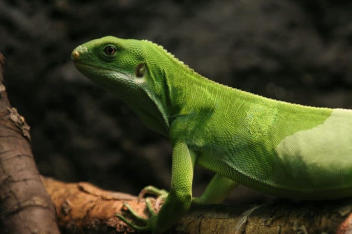 Iguana Bandeada de Fiyi (Brachylophus fasciatus) en su hábitat natural.