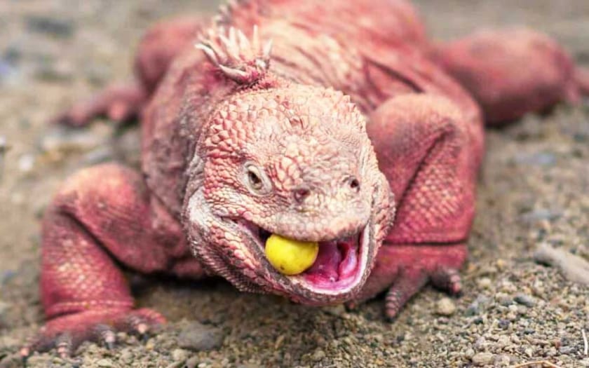 Imagen de una iguana rosada