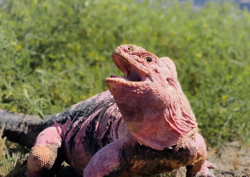 Imagen de una iguana terrestre rosada