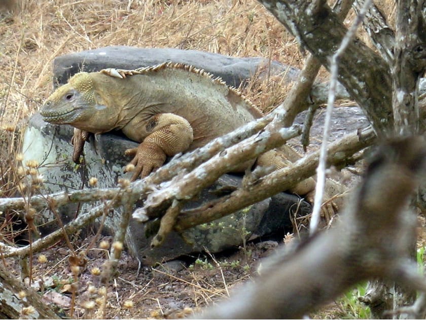 Iguana terrestre de Santa Fe sobre una roca